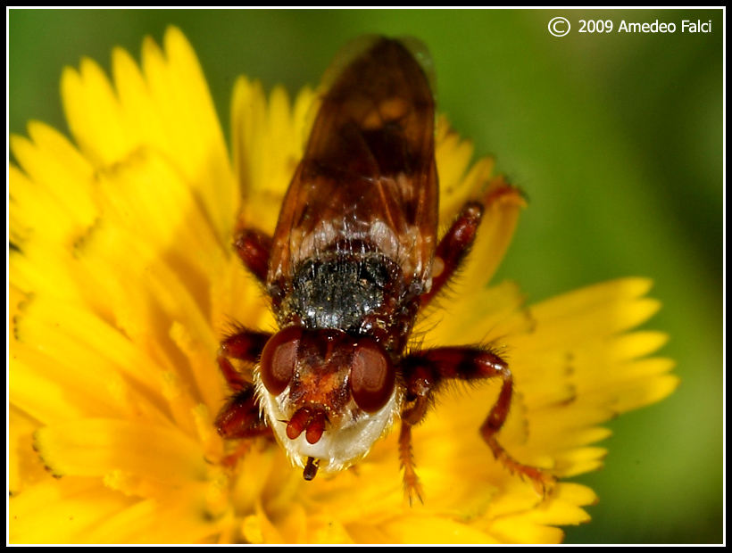 Dalla Sicilia: Myopa del gruppo testacea (Conopidae)